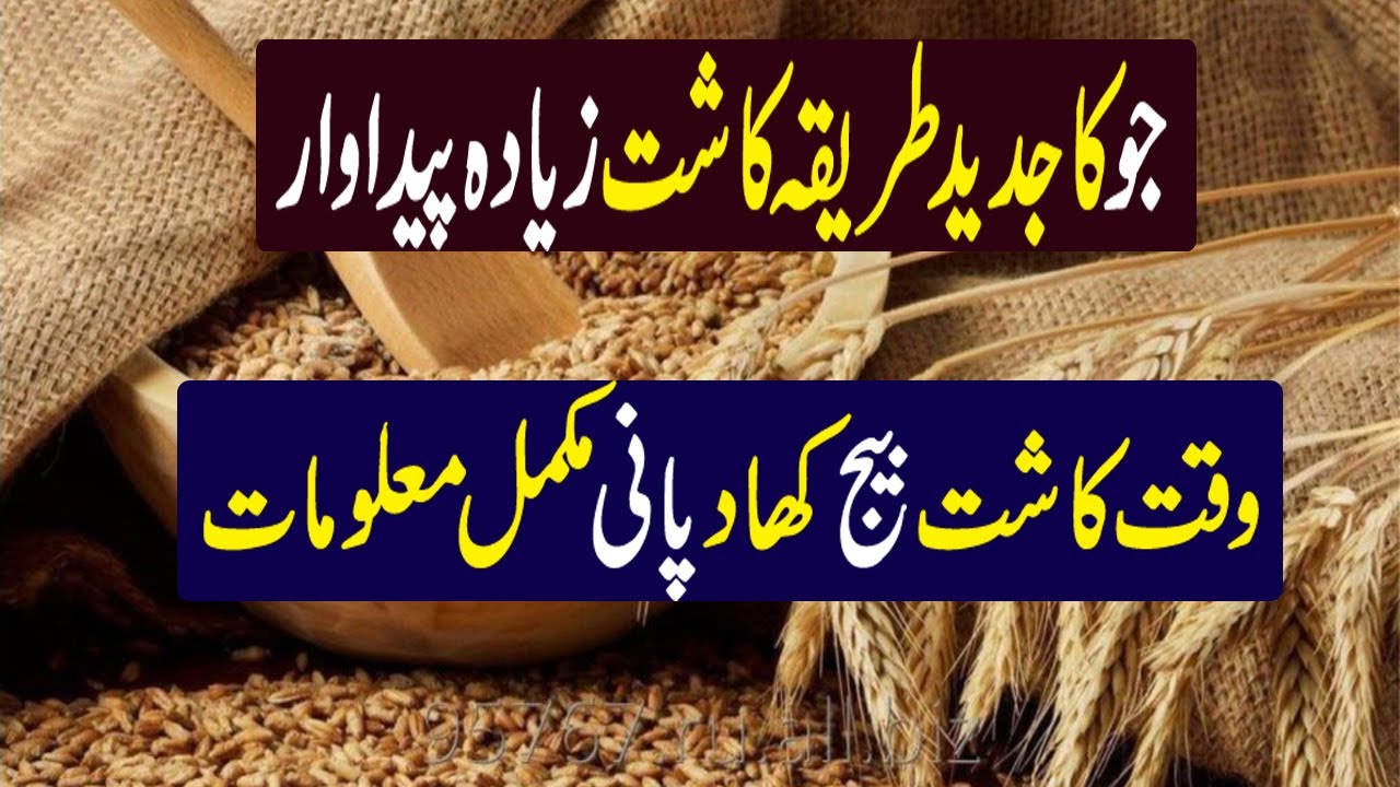 Barley Crop Cultivation in Pakistan | Barley Crop Cultivation in Pakistan