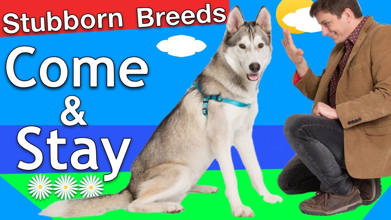 How to train Come and Stay to a 