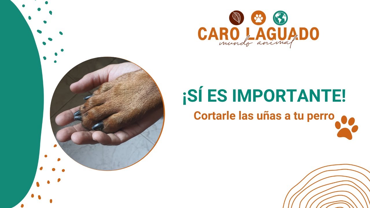 ¿Es importante cortarle las uñas a mi perro?