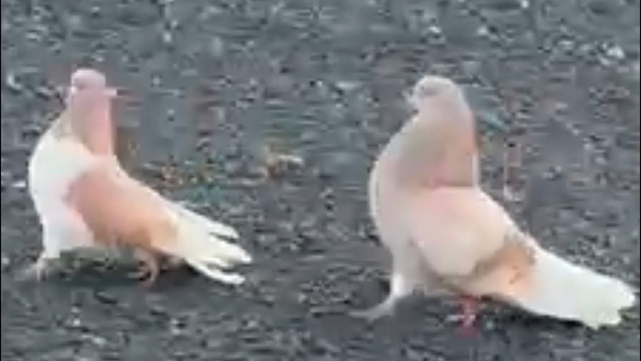 Никалаевские голуби