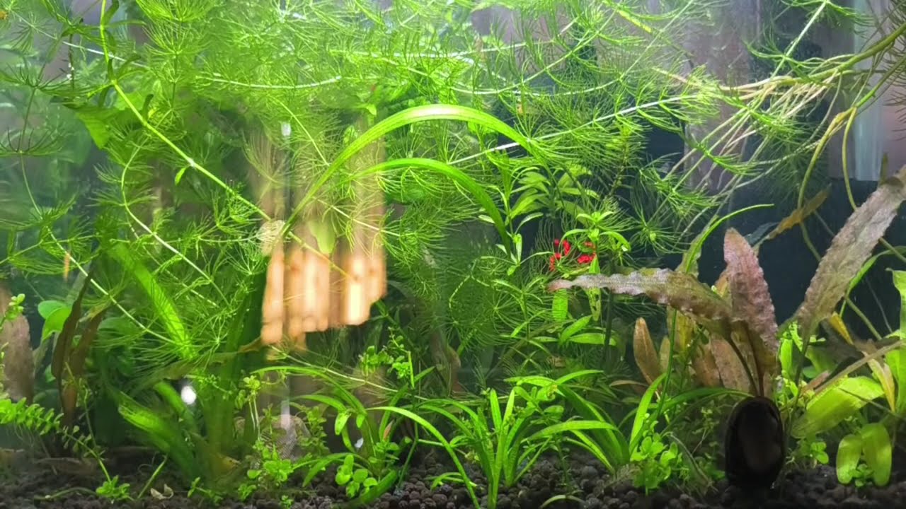 Crystal Clear Aquarium Water / Nano Shrimp Tank Setup #trending #viral #live