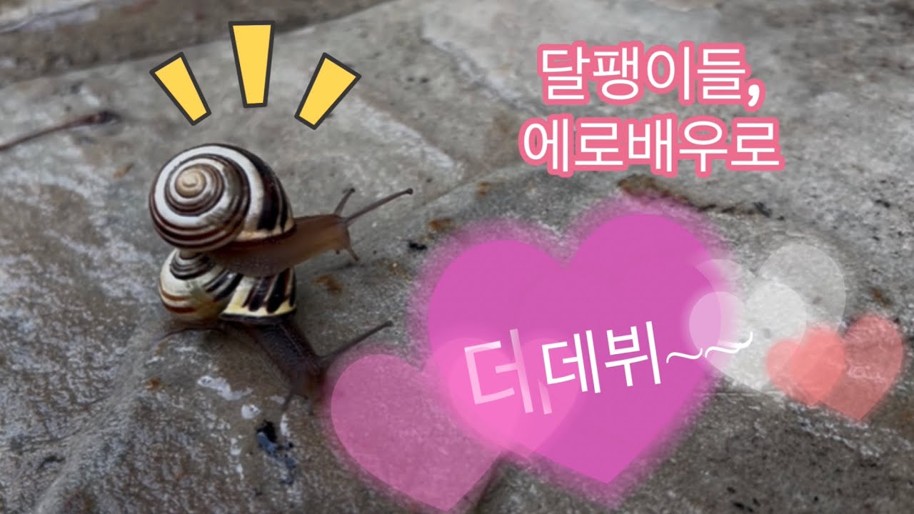 Snail couple debuts as Erotic Actors 달팽이들, 에로배우로 데뷔~