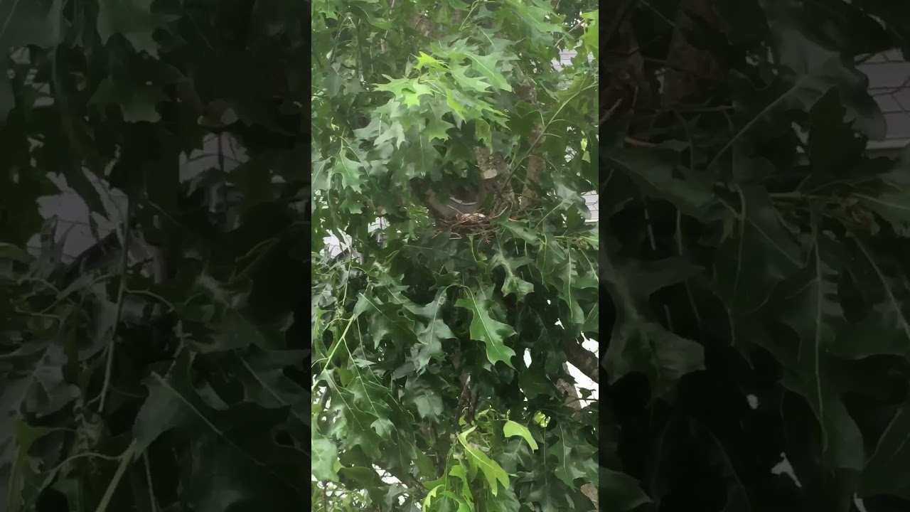 Mama dove laying eggs outside our window