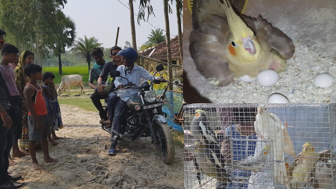 Cockatiel Breeding Farm  / Cockatiel Care Treatment Medicine Farm Visit