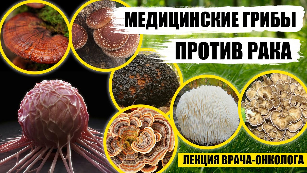 МЕДИЦИНСКИЕ ГРИБЫ лечат РАК. Доктор-онколог говорит про рейши, шиитаке, майтаке, чагу, траметес и др
