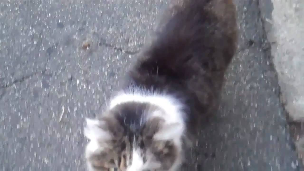 killer cat