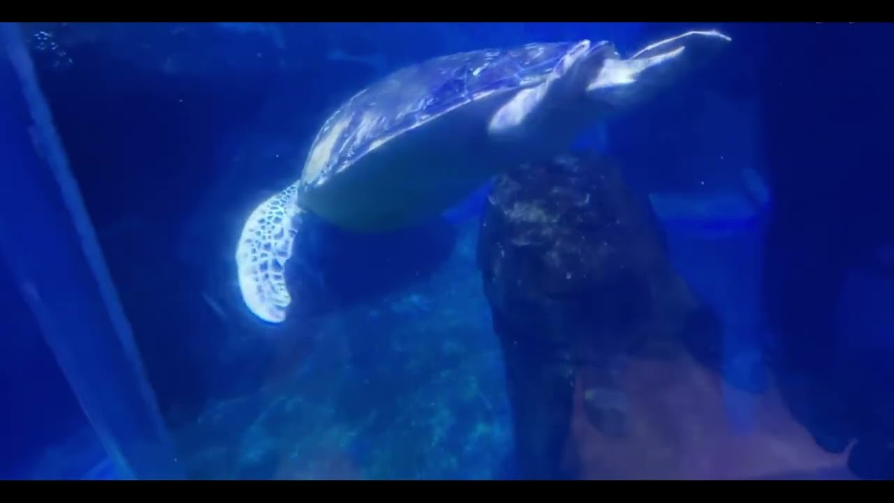 Wuhan Haichang Polar Ocean World