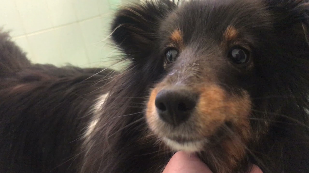 Santifort et al. HEAD-SHAKING NYSTAGMUS IN TWO DOGS Case 2