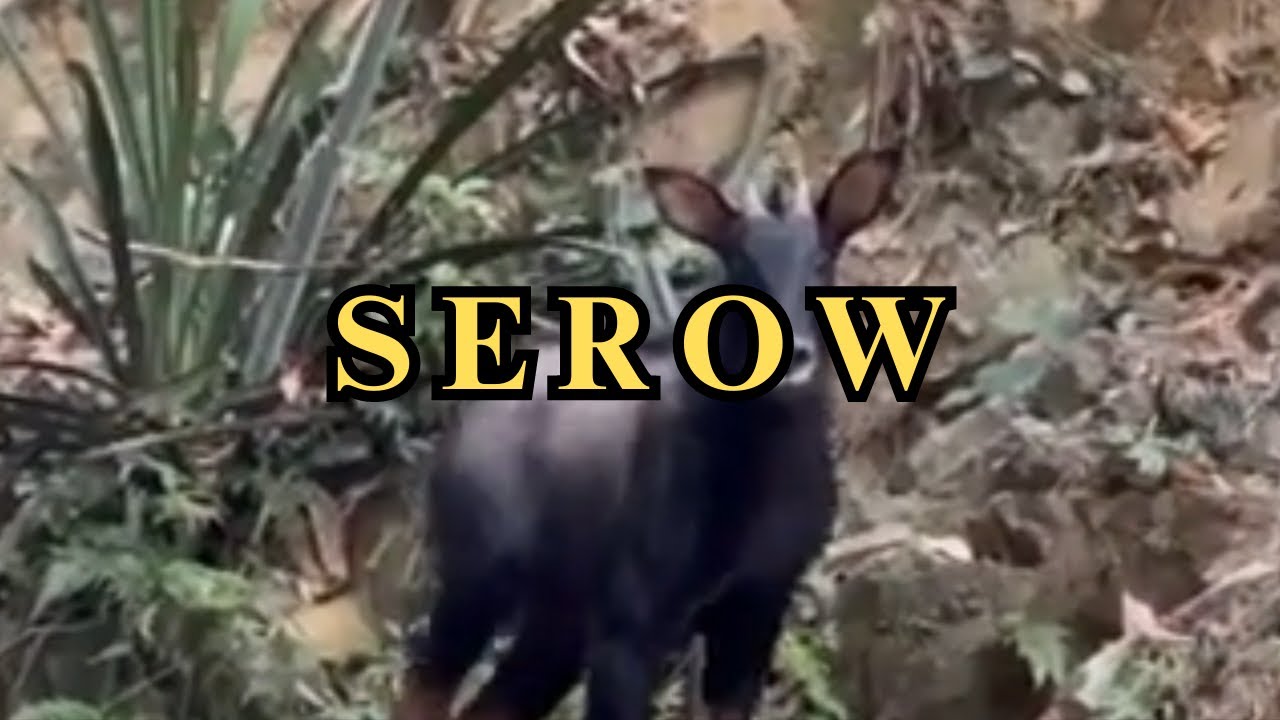 Incredible footage of the elusive wild Serow - a wild tropical goat-antelope