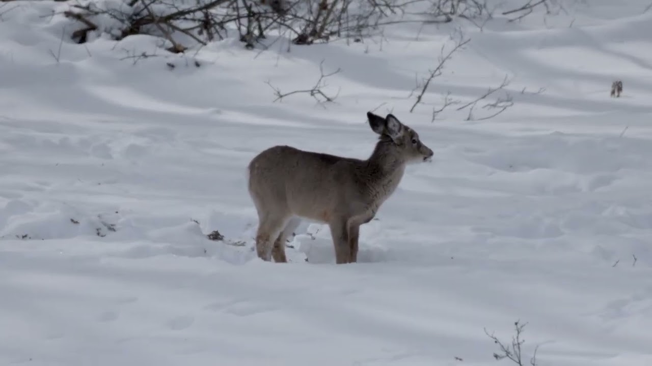 Snow Deer