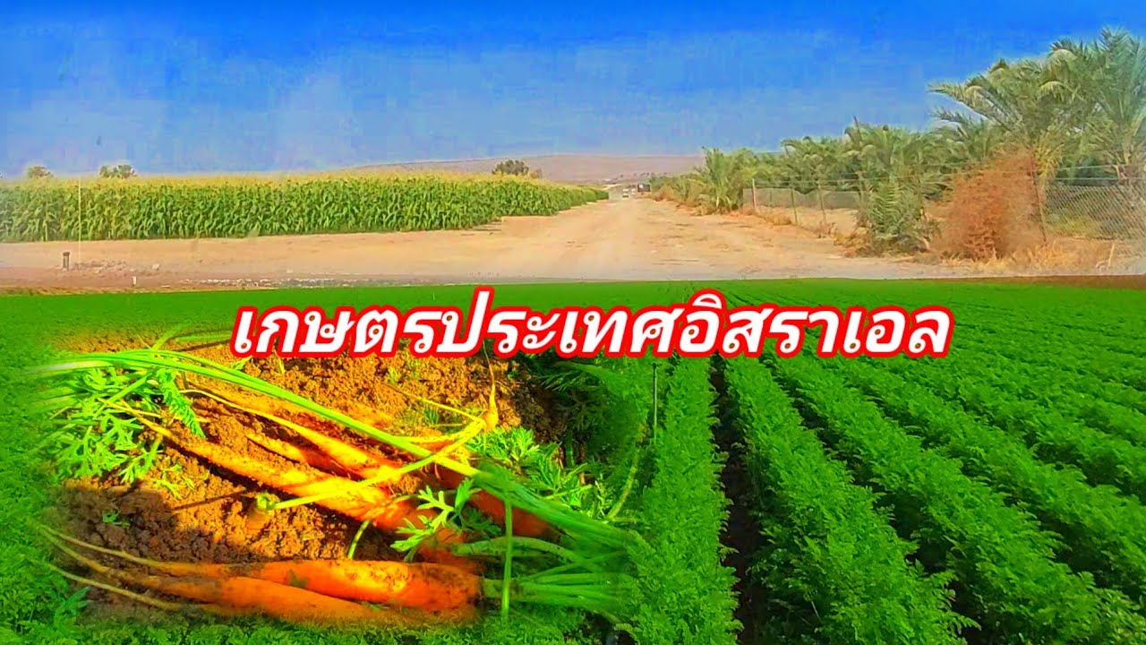 พาชมเกษตรประเทศอิสราเอล ปลูกอะไรก็งามบรรยากาศตอนเที่ยงๆครับ