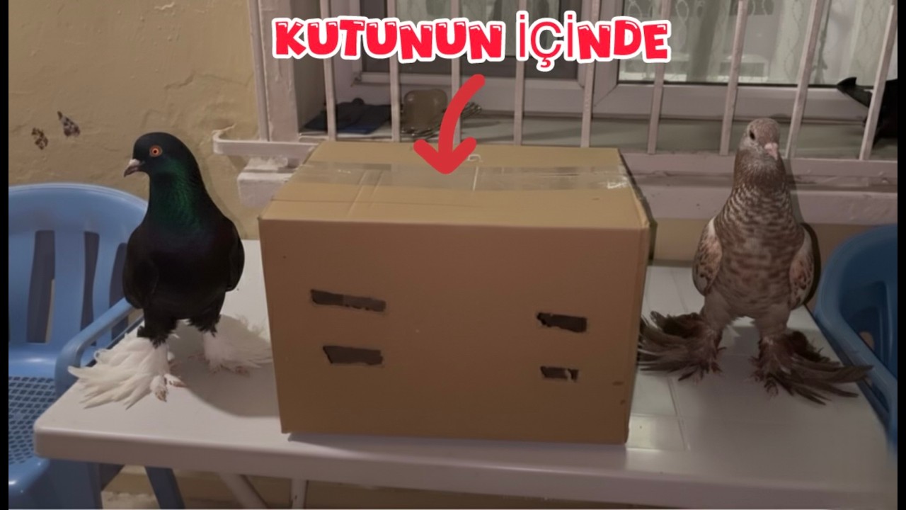 YENİ GÜVERCİNLER ALDIM ( KUTUNUN İÇİNDE )
