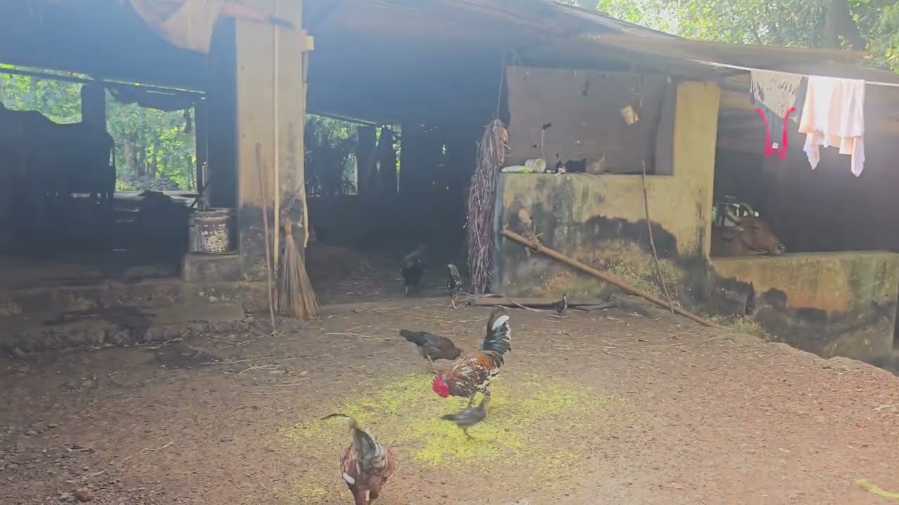 | गावची सकाळ | घराबाहेरचा परिसर |