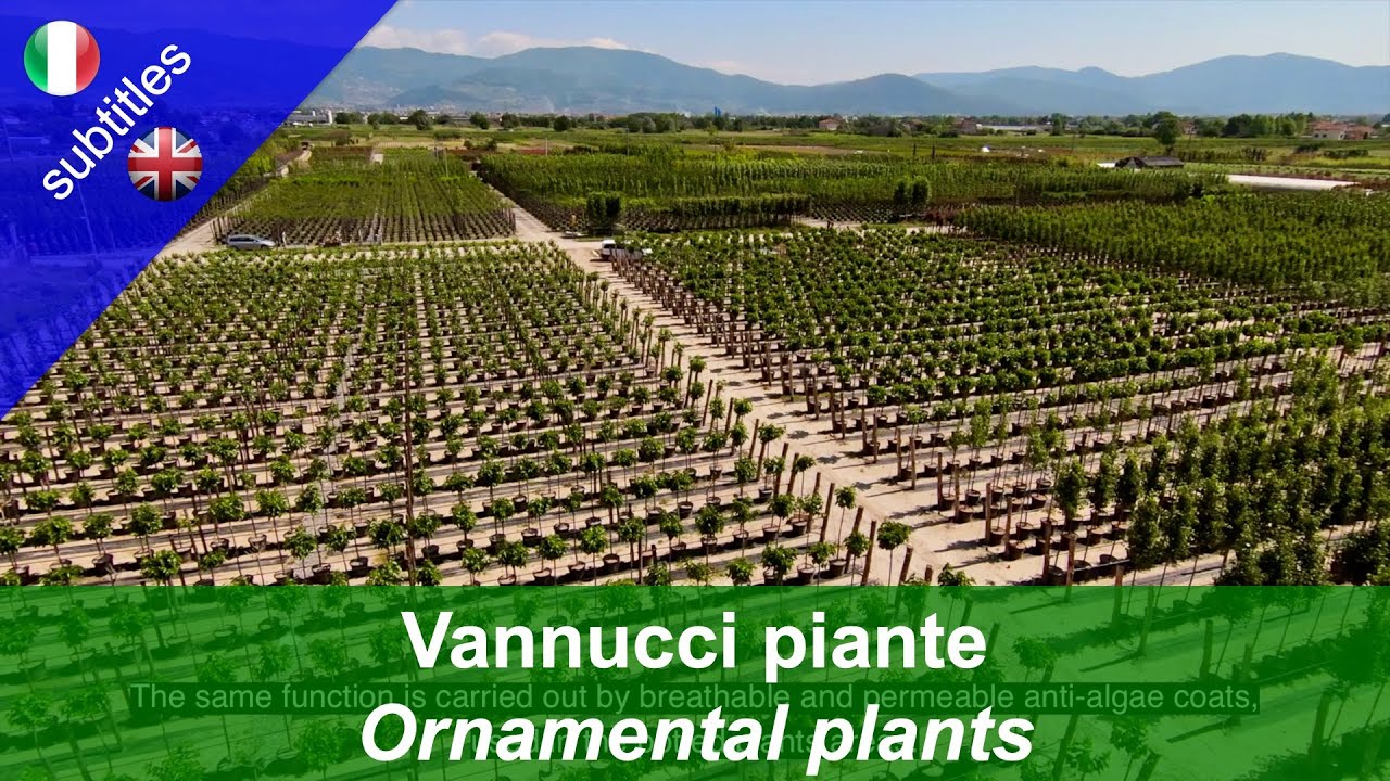 Vannucci Piante: Innovazione per la produzione sostenibile di piante ornamentali (english subtiles)