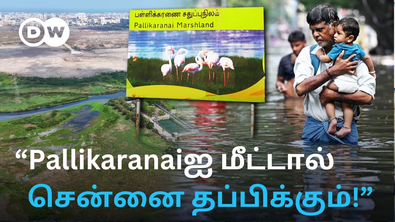 ”Floodல் Chennai மூழ்க Pallikaranaiதான் காரணம்” - காணாமல் போன இயற்கை Sponge; Marshlandல் Buildings
