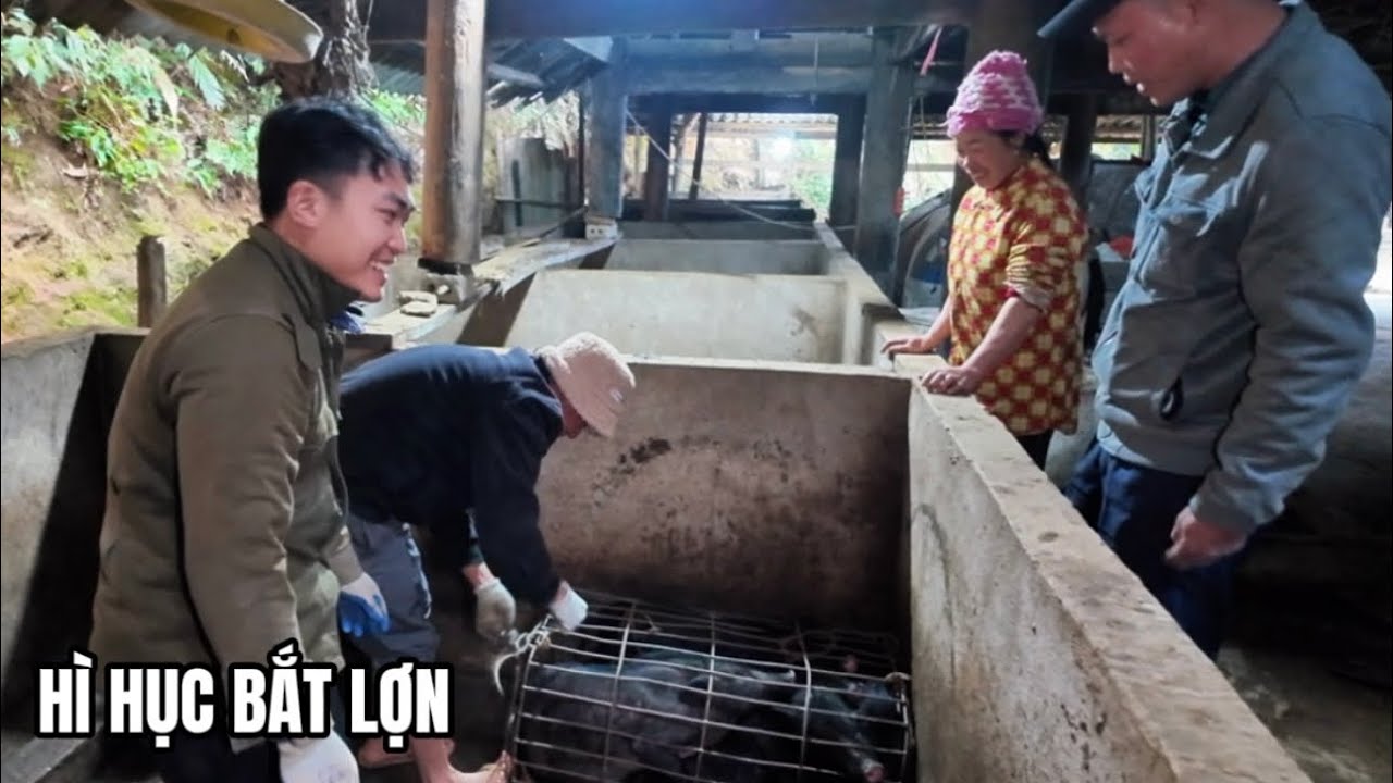 Cuộc sống bản làng | Bắt & chuyển đàn lợn đen lông dài về chuồng trong đêm..!