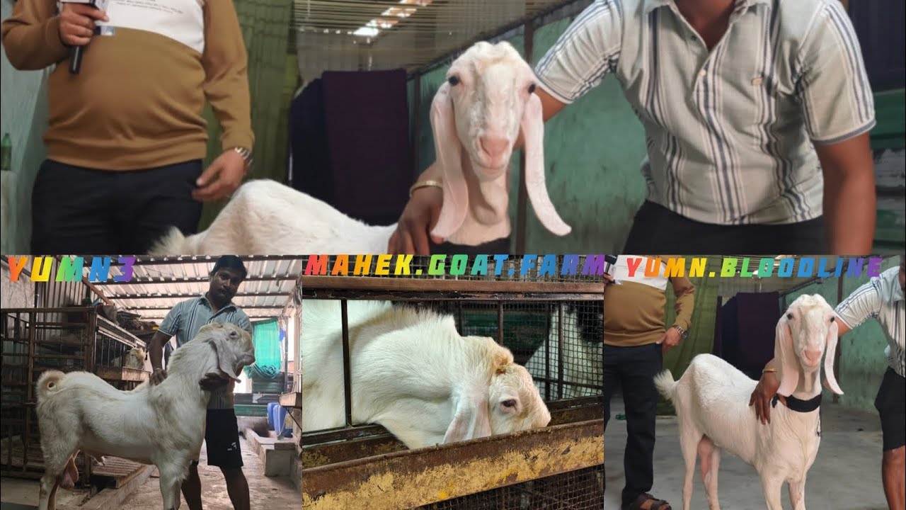 Mahek Goat Farm.Yumn Bloodline 2.#astrology #gujaratcities #adventure #animals #got #funny 