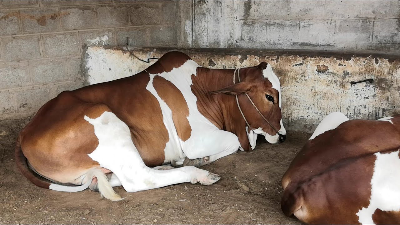 Beauties For 2020 || Pilot Cattle & Farm House