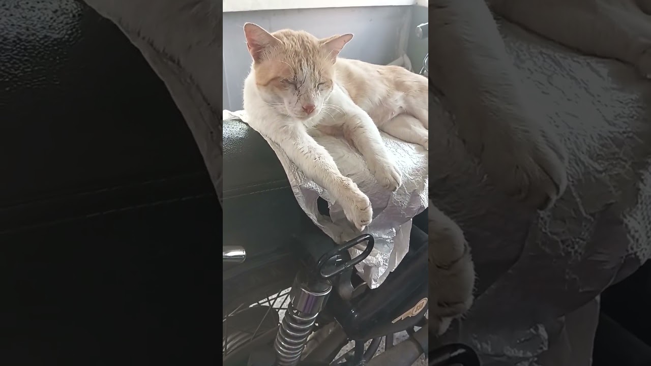 My cute Ginger cat  😺