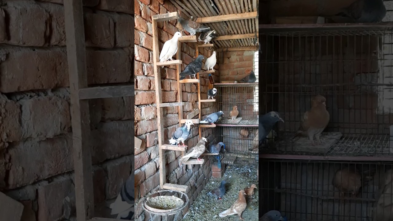 Peaceful Pigeon Perches in Loft: A Relaxing Moment | pigeon rest stand #pigeon