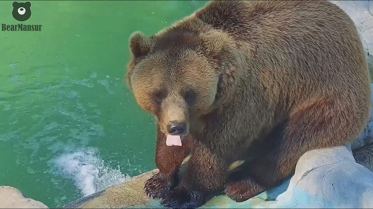 Вот такое ча-ча-ча под звуки журчащей водички🐻🐾