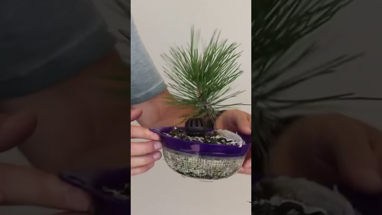 Why colanders for Japanese black pine bonsai seedlings? #terryerasmusbonsai #bonsai #gardening