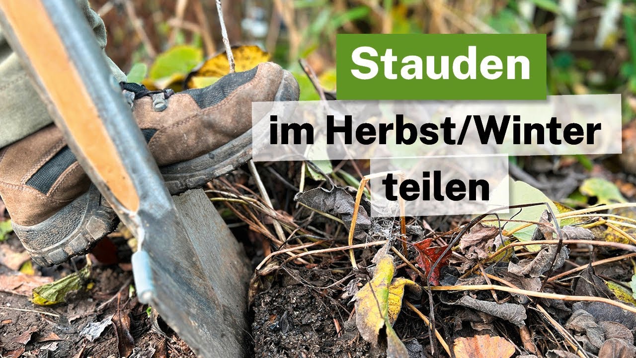 Stauden im Herbst/Winter teilen - So gelingt das Umpflanzen