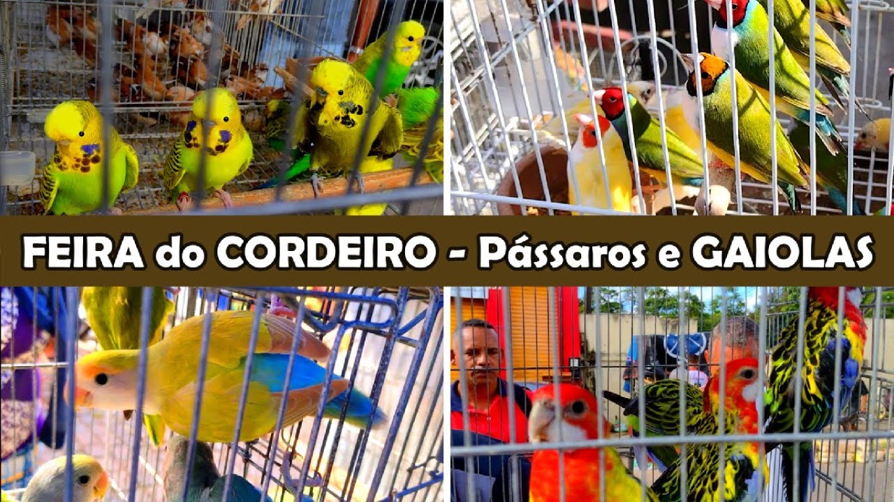 Feira de Pássaros e Gaiolas do Cordeiro 