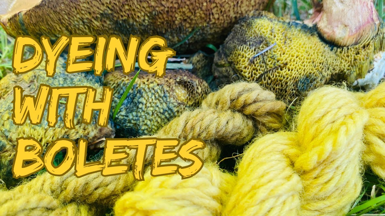 Как красить грибом Ботеле | Больлет Зеллера | Xerocomellus zelleri @WildcraftDyeing