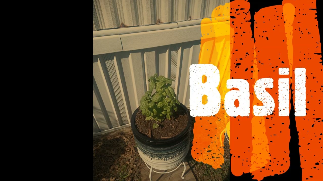 More of the Garden, enjoy,share and Subscribe!