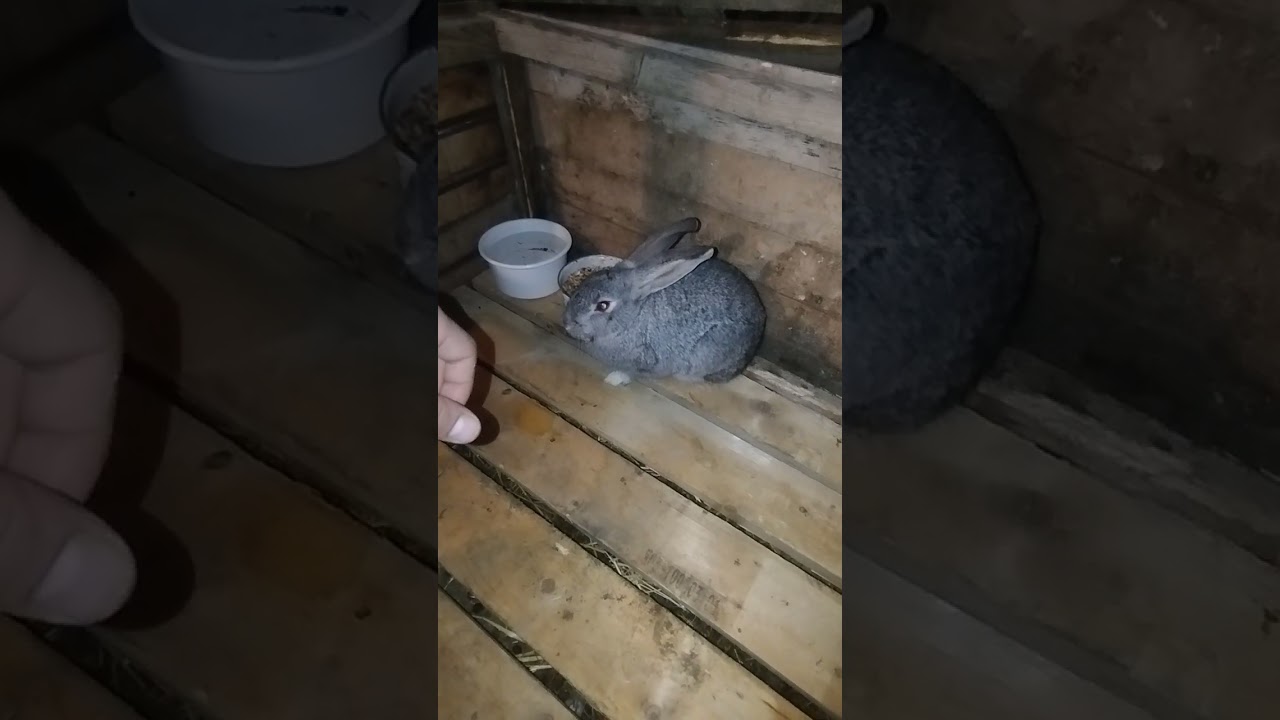 Dovşanlar haqda bir neçə məlumat 