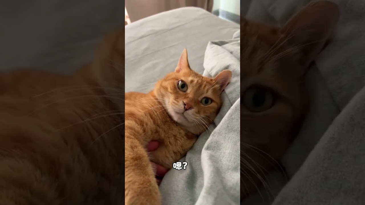 【#猫咪叫不苦】沉重的人生总是能被小猫轻松托举 #万物可爱计划 #它真的好像个宝宝 #养宠人才懂这个动作 #一张照片证明你的宠物被你养的很好卡哇伊 #它真的好像个小宝宝