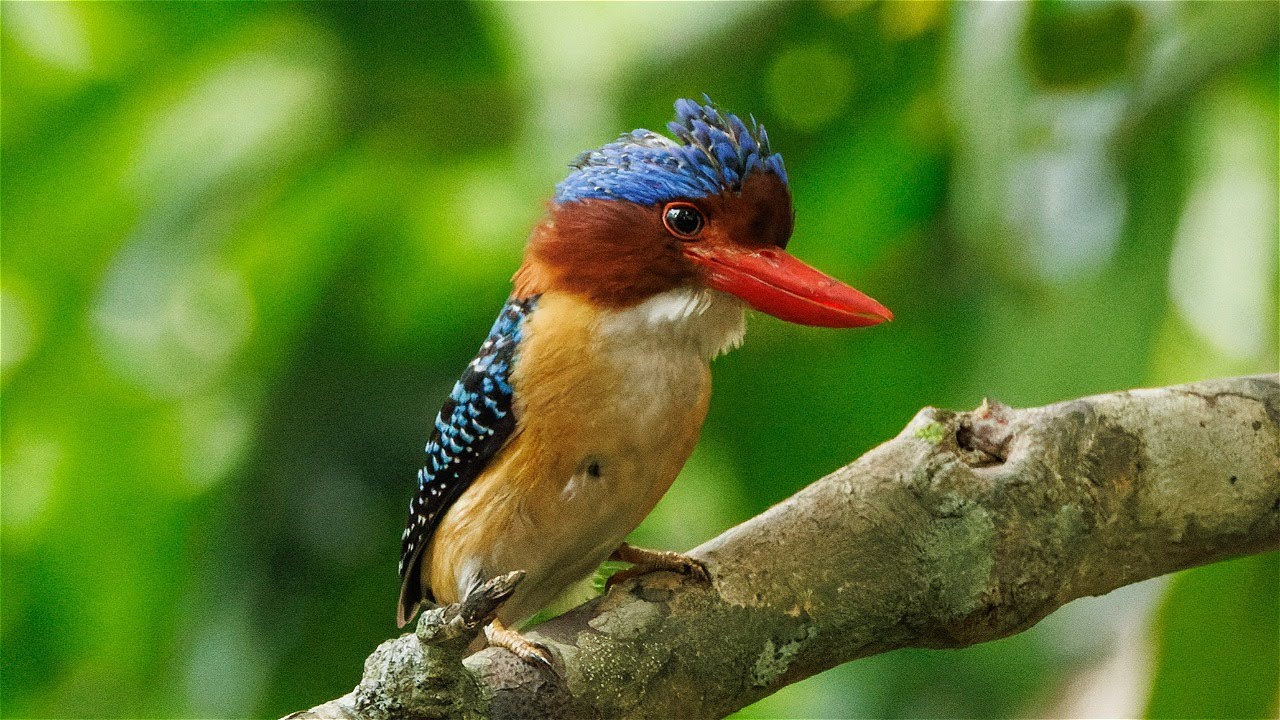 Birding in Thailand, April 2024, part 1: Around Bangkok and Kaeng Krachan
