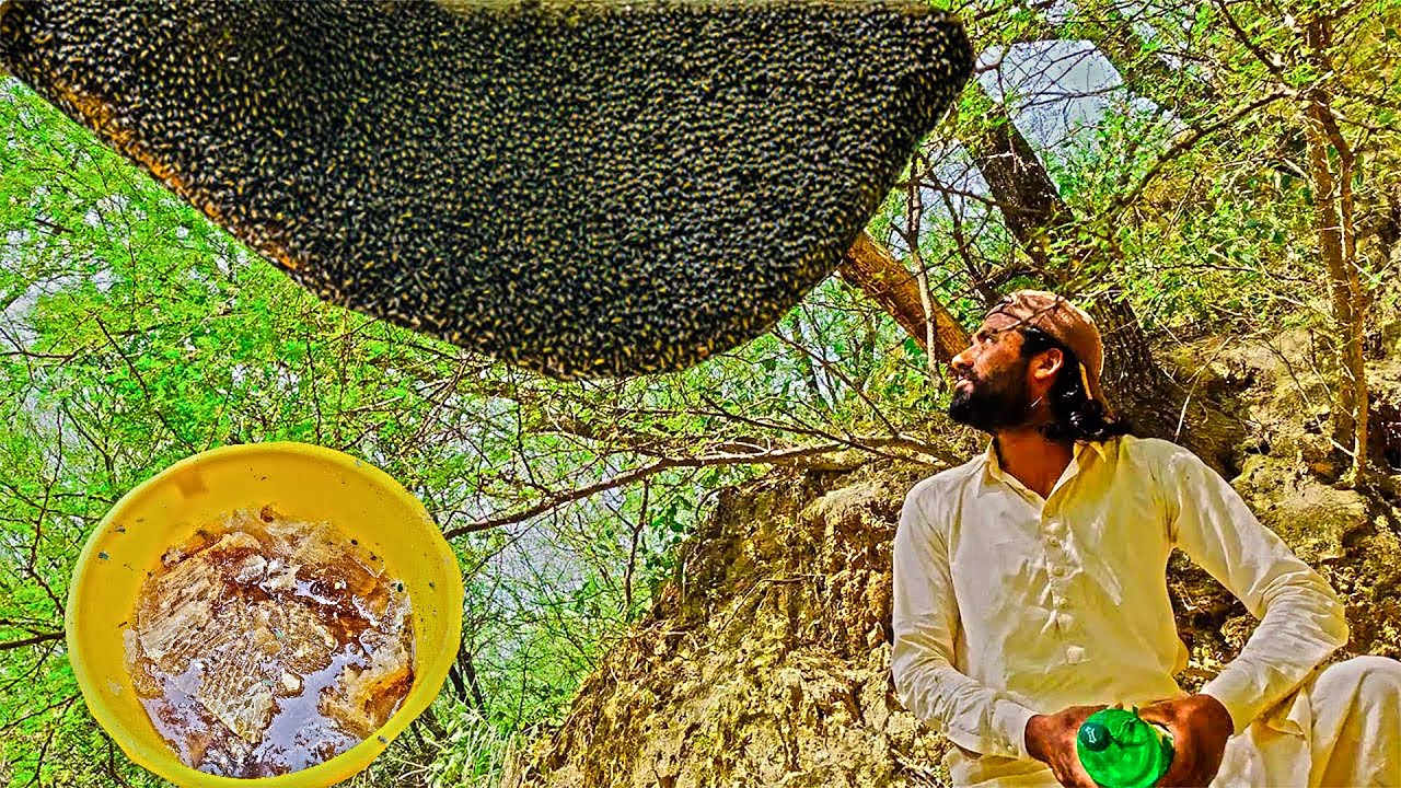 Big Honey harvesting🍯🍯-5 kg nikala-