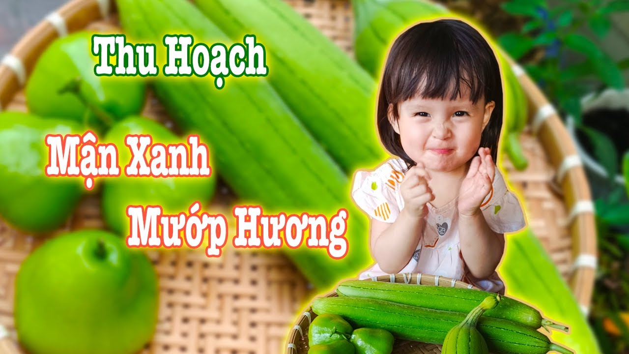 Bánh Mì Thu Hoạch Mướp - Mận Đường Xanh Cùng Ba ❤️ Gia Đình Bánh Mì