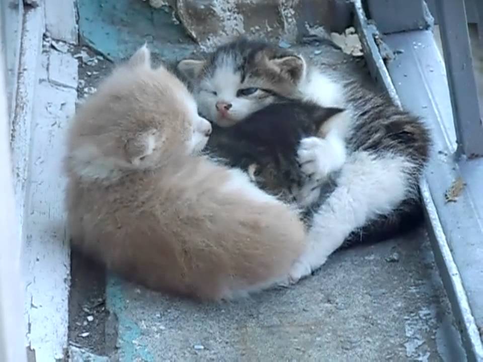 кошка принесла котят на подоконник офиса.