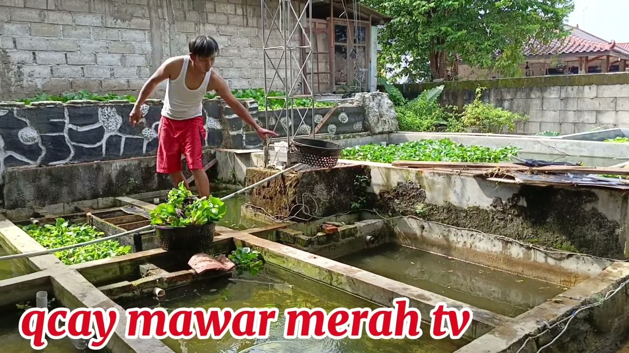 USAHA BERSIKAN KOLAM IKAN HIAS DAN BERBURU DAUN SENTE !