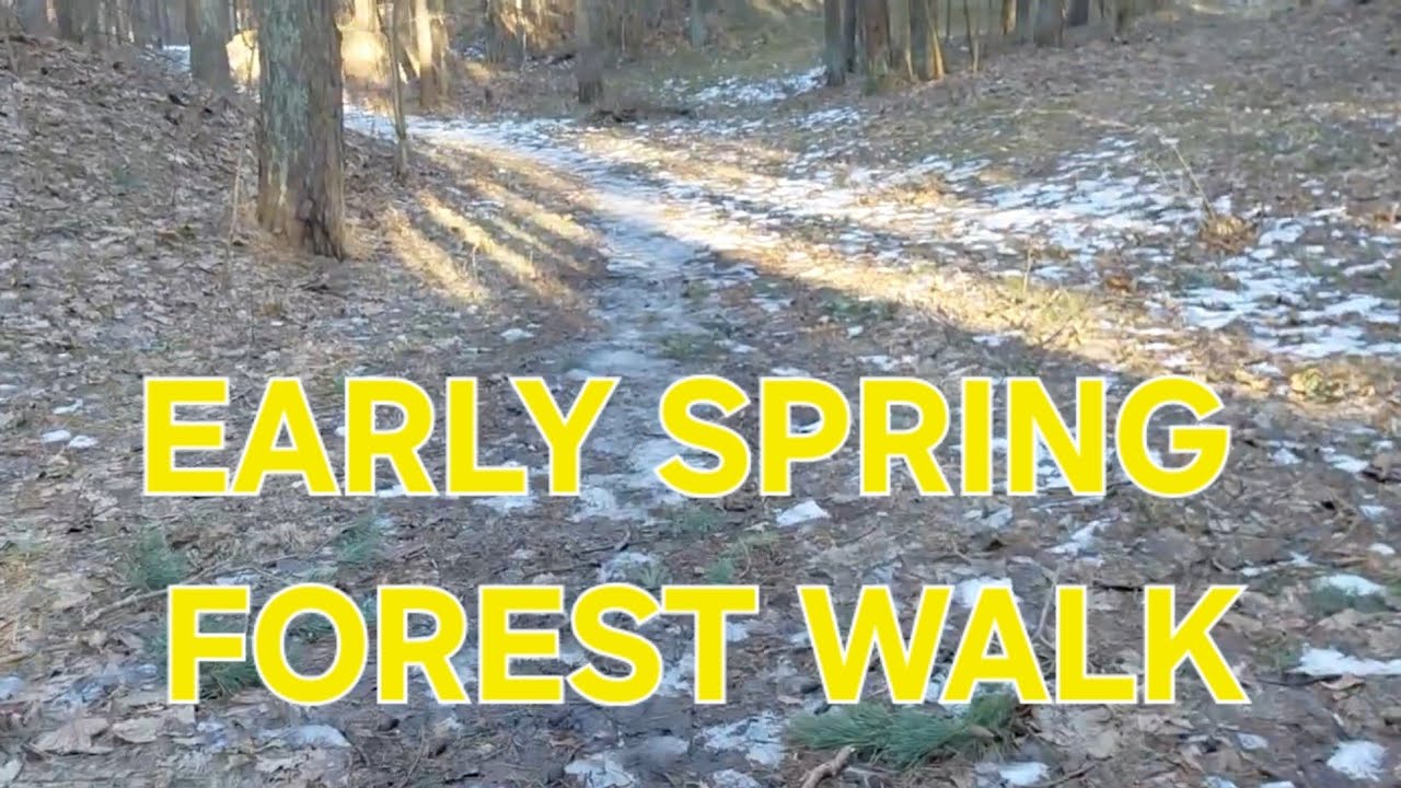 Early Spring Forest Walk
