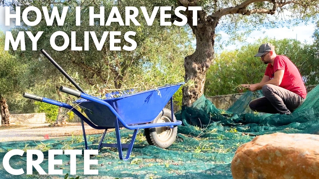 Entire Olive Harvest from Start to Finish - Crete, Greece