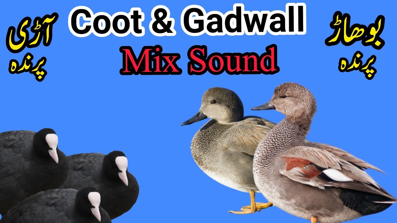Coot & Gadwall Mix Sound// coot and gadwall mix call, Coot and duck sound