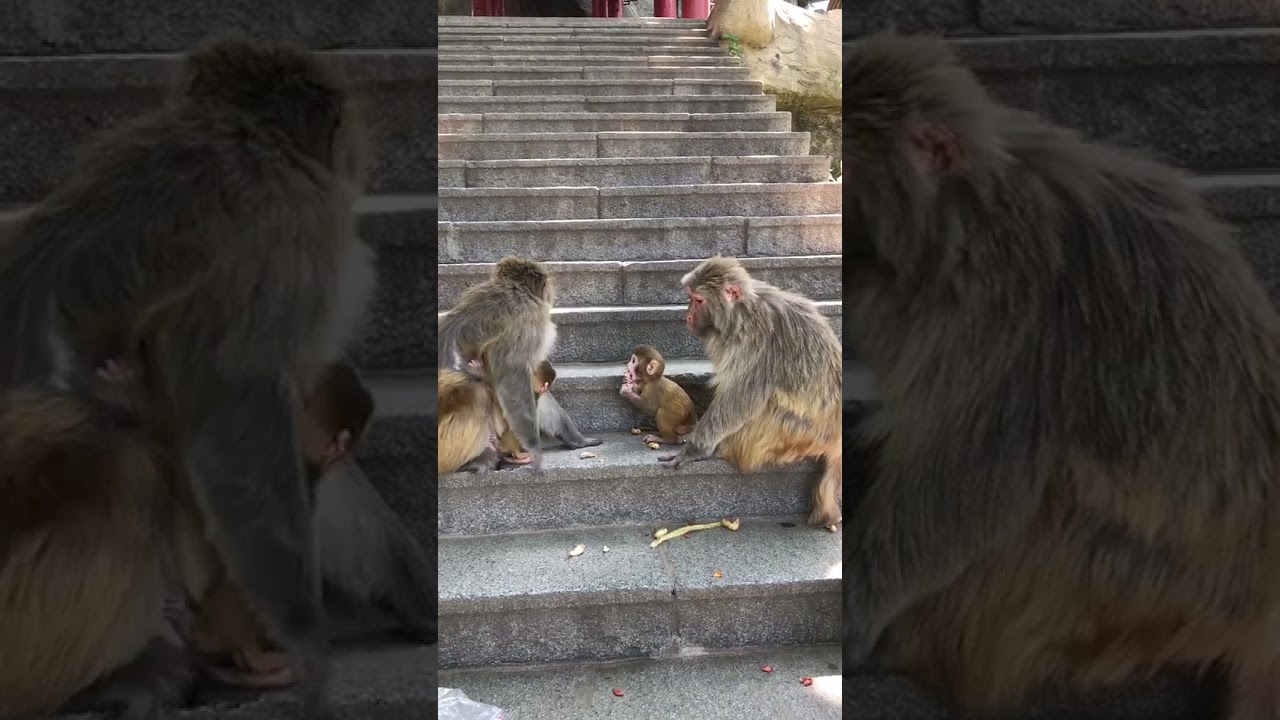 Best Monkey Baby monkey Animals monkeys Cute Monkey videos #Shorts 846