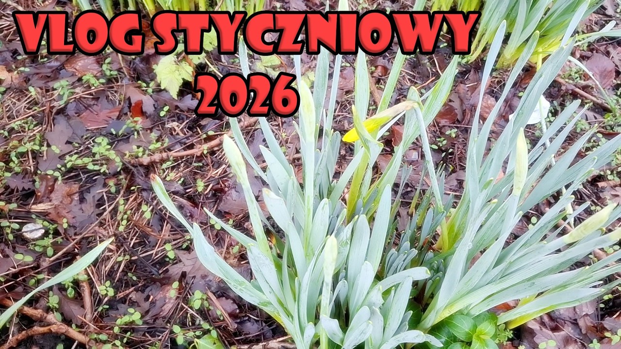 Vlog styczniowy 2026