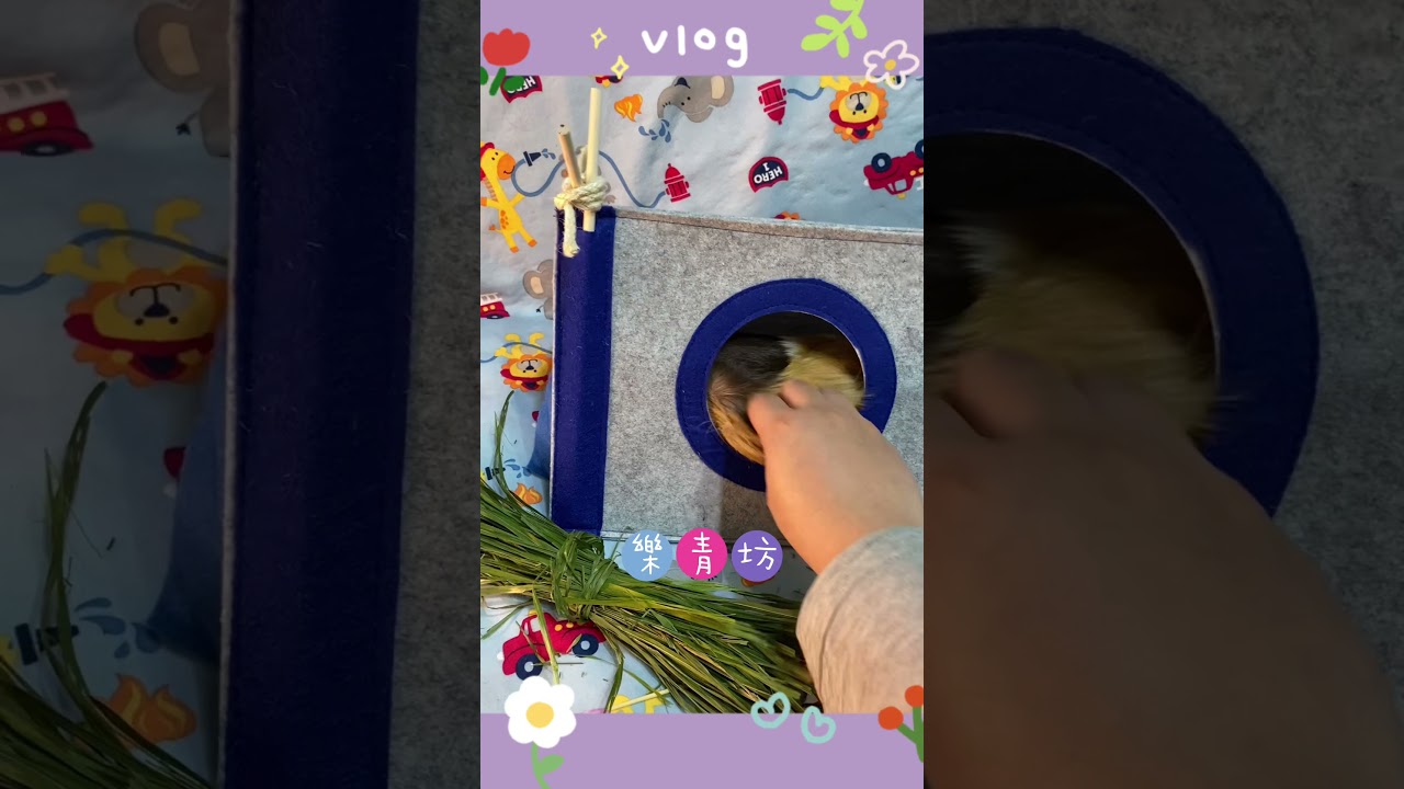 樂青坊🪴天竺鼠帳篷隧道 寵物放風互動小屋