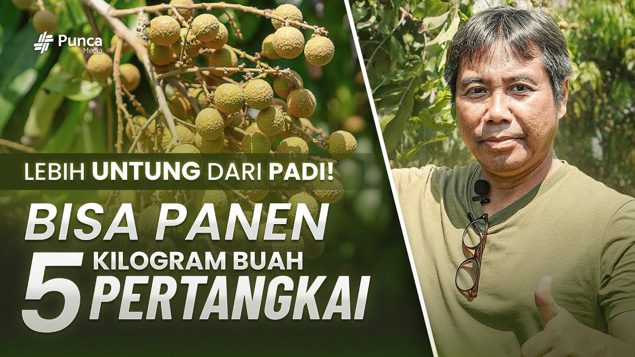 Lebih Untung Dari Menanam Padi, Petani Kelengkeng ini Raup Omset Besar dan Rencana Panen Tiap Hari!