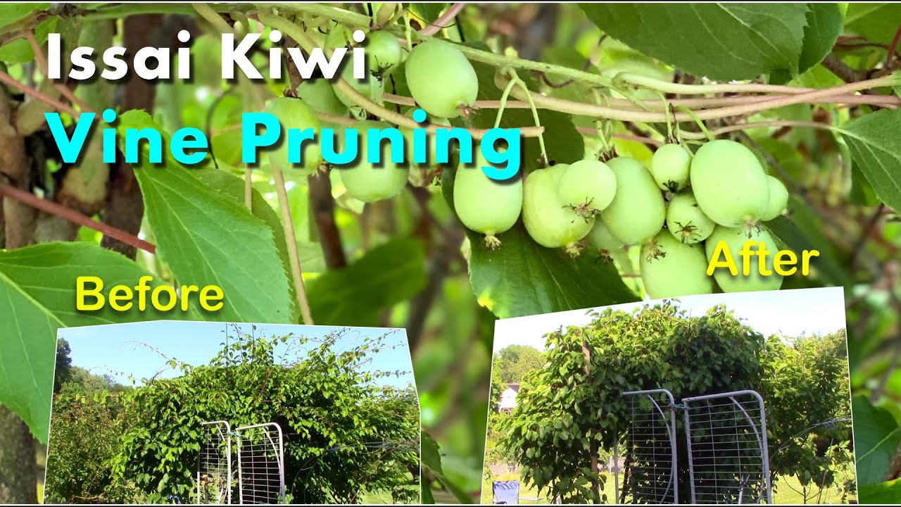 Issai Kiwi Vine Pruning