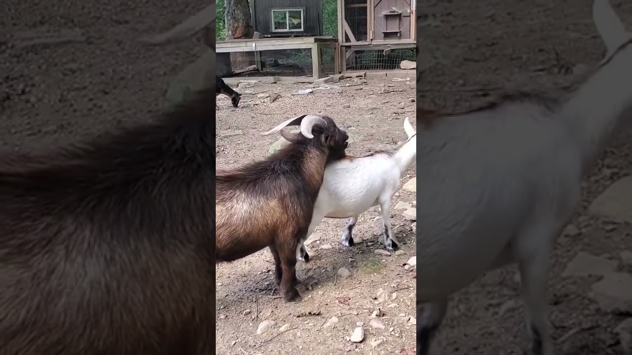 El chivo y la chiva