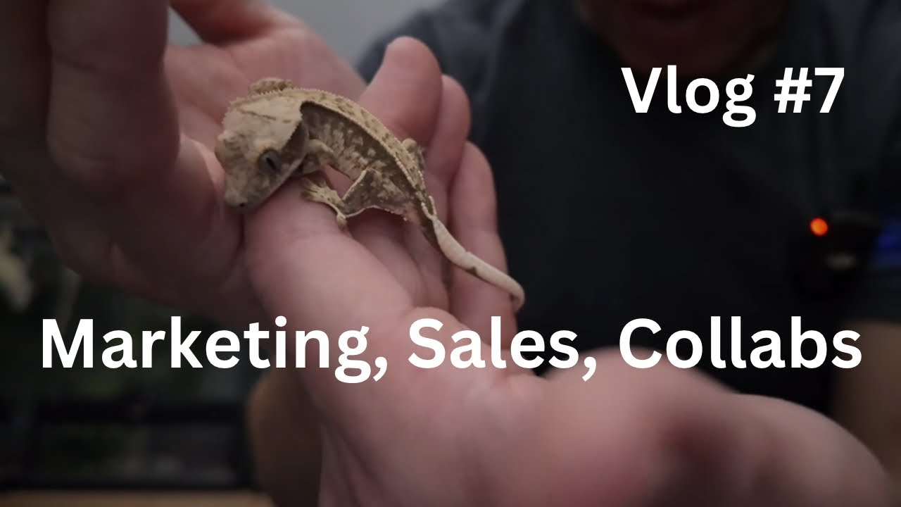 Marketing, Sales, Collabs | Vlog #7 of Zero's Geckos