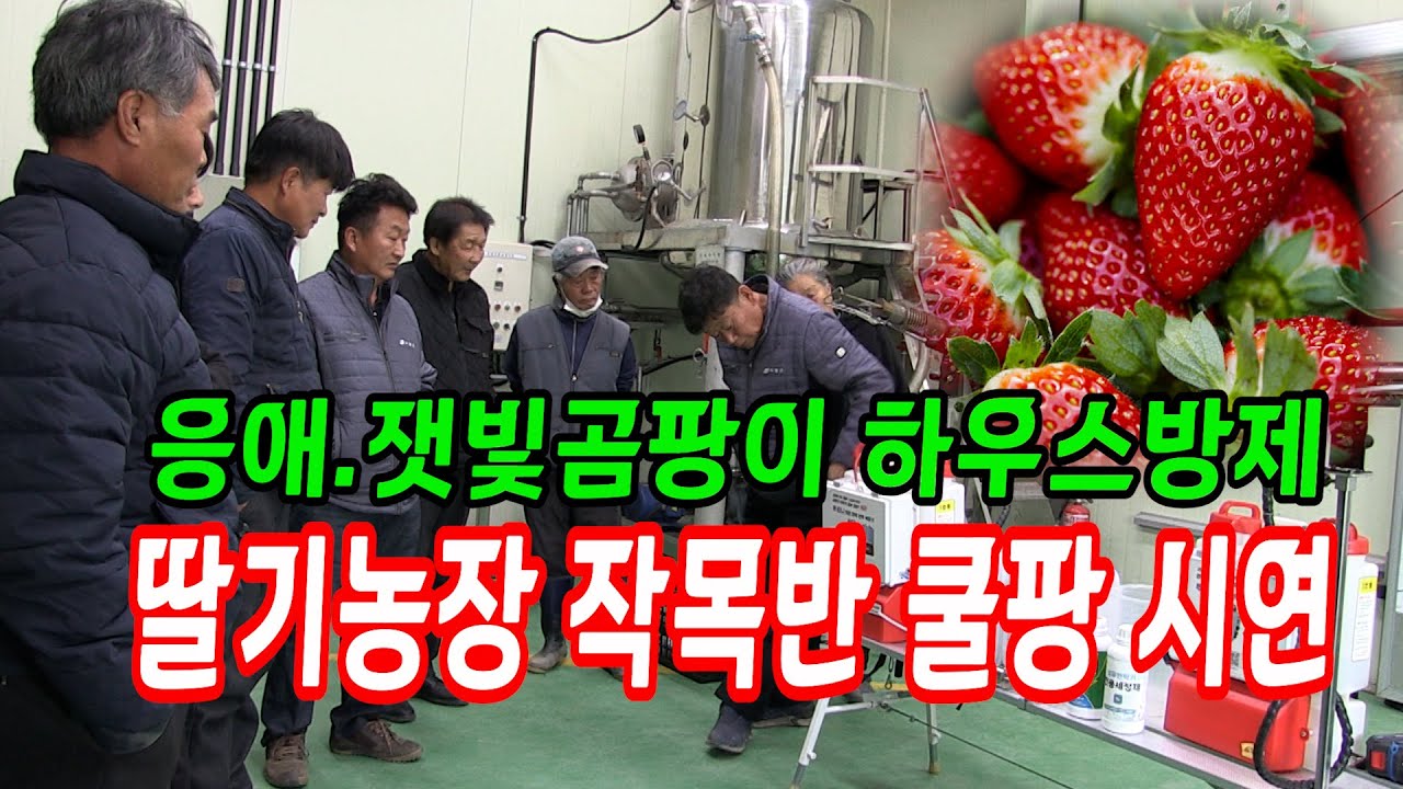 응애,잿빛곰팡이 방제, 경북고령 딸기농장 작목반 쿨팡 냉무연막기 시연      #연막기 #연무기 #farming #병해충방제  #하우스방제