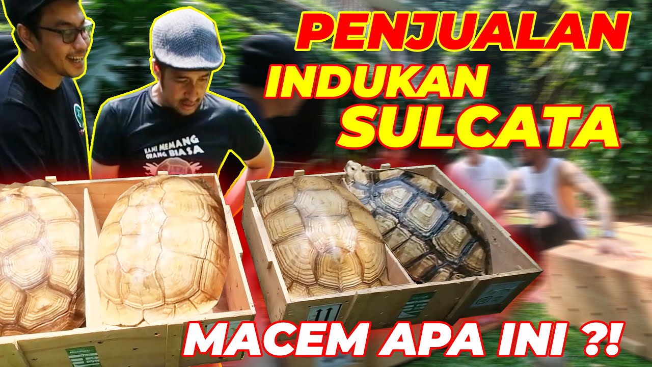 ISTRI BARU PANU.. SULCATA DARI AFRIKA
