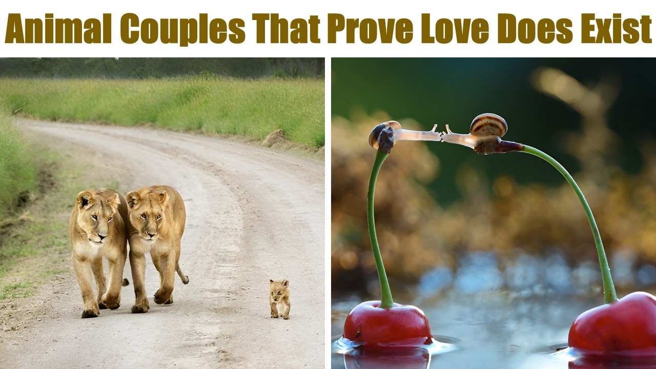 Adorable Animal Couples That Prove Love Exists in the Animal Kingdom Too